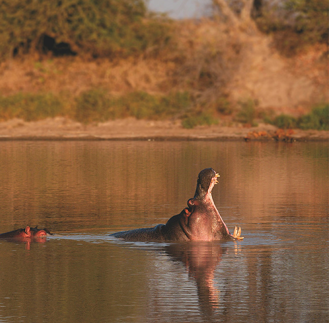 Honey Travel Boutique