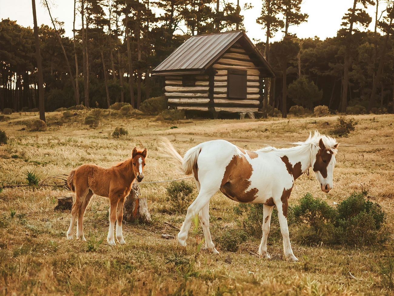 Honey Travel Boutique Idea di Viaggio Pampa centrale ed esperienza nell'estancia